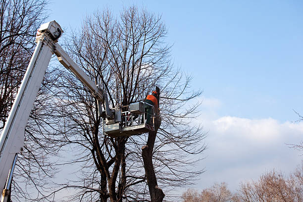 Tree and Shrub Care in Lakeside Park, KY