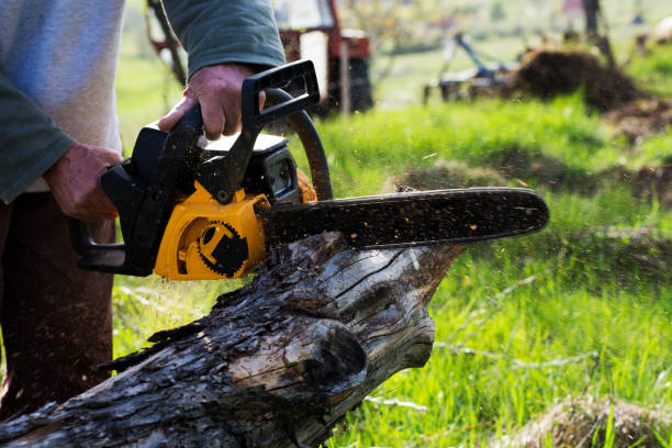 Trusted Lakeside Park, KY Tree Removal Services Experts